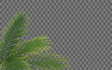 Palmiye yaprağı botanik çerçevesi, Hindistan cevizi yaprağı arkaplanı, vektör illüstrasyonu