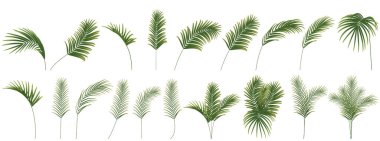 Palmiye dalı, hindistan cevizi yaprağı, tropikal bitki dekoratif arka plan, vektör illüstrasyonu