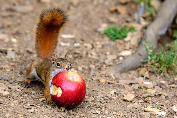 Malá Červená Veverka Snaží Chytit Částečně Snědené Jablko Jablko Pro — Stock fotografie