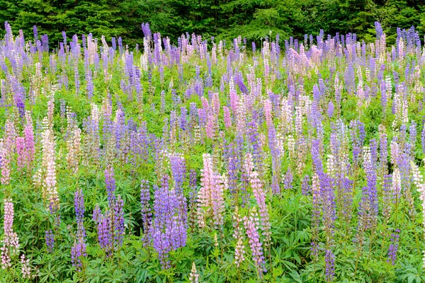 Een Veld Met Lupine Lupine Meestal Licht Paars Roze Bos — Stockfoto