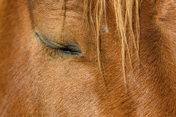 Närbild Ett Hästöga Hästen Kastanjebrun Och Ögat Stängt Som Hästen — Stockfoto