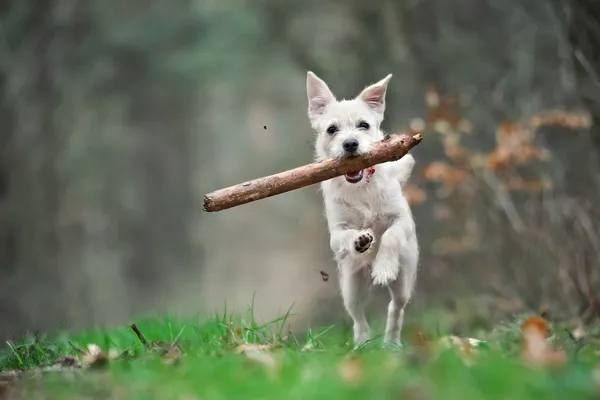 White puppy running with a stick — Stock Photo, Image