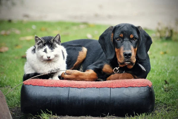 Kedi ve köpek. — Stok fotoğraf