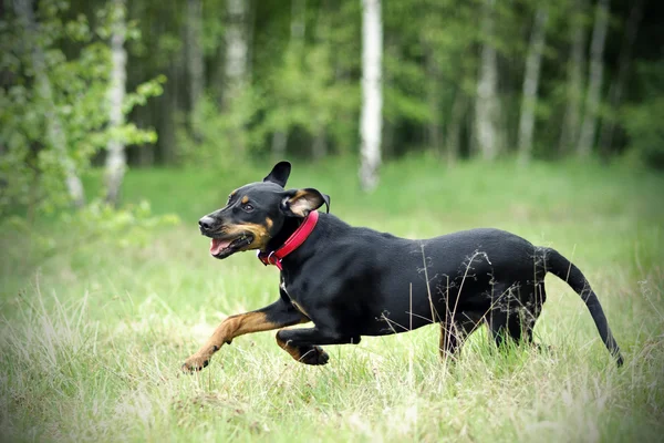 Black hunting dog running — Stock Photo, Image
