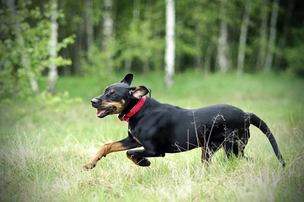 Schwarzer Jagdhund läuft — Stockfoto