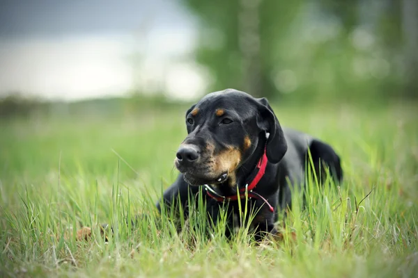 Schwarzer Jagdhund — Stockfoto