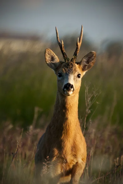 Rehwild — Stockfoto