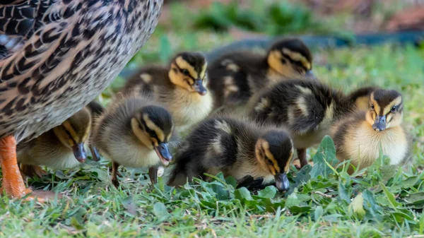 Mallard Duck Ducklings Woy Woy Central Coast Nsw Australia — стокове фото