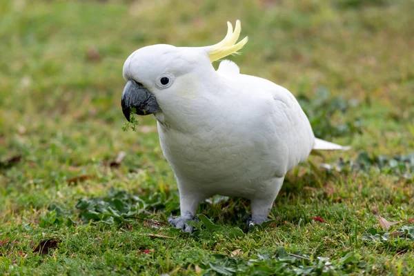 Cacatúa Cresta Azufre Woy Woy Nsw Australia — Foto de Stock