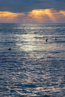 Central Coast, NSW, Avustralya 'daki MacMasters Sahili' nden sörfçülerle gündoğumu denizi..