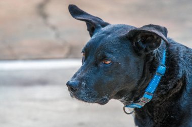 Kelpador olarak da bilinen siyah labrador çarpı kelpie 'nin yüzü..