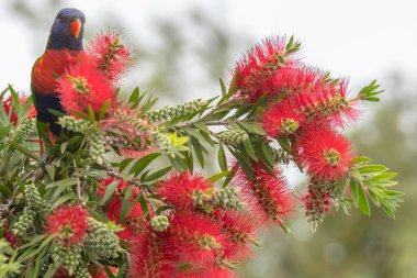 Gökkuşağı Lorikeet Şişe çalılığında Yağmurlu bir günde Woy Woy, NSW, Avustralya 'da.