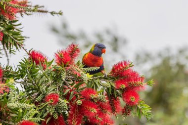 Gökkuşağı Lorikeet Şişe çalılığında Yağmurlu bir günde Woy Woy, NSW, Avustralya 'da.