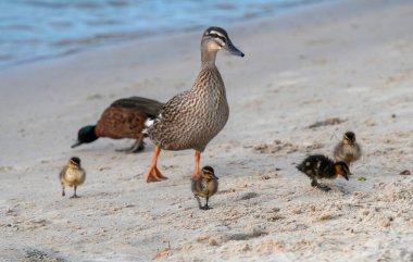 Chestnut Teal ve Mallard ördek ve melez ördekler Avustralya 'nın NSW Orta Sahili' ndeki Woy Woy 'da kumda.