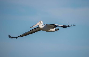 Pelikan Orta Sahildeki Ettalong Sahili 'nden uçuyor, NSW, Avustralya.