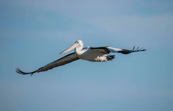 Pelican Volar Por Ettalong Beach Costa Central Nsw Australia — Foto de Stock