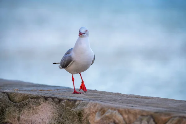 Zeemeeuw Zandstenen Zeedijk Ettalong Beach Aan Central Coast Nsw Australië — Stockfoto