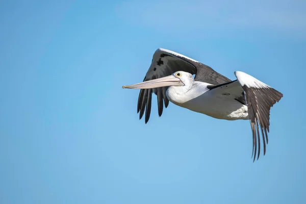 Пеликан Пролетает Мимо Пляжа Этталонг Центральном Побережье Новый Южный Уэльс — стоковое фото