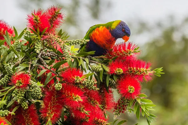 Rainbow Lorikeet Árvore Engarrafamento Dia Chuvoso Woy Woy Nsw Austrália — Fotografia de Stock