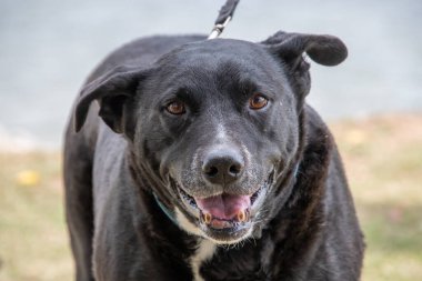 Kelpador olarak da bilinen siyah labrador çarpı kelpie 'nin yüzü..
