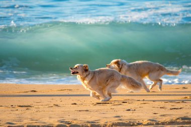 Copacabana 'da köpekler ve dalgalar Central Coast, NSW, Avustralya.