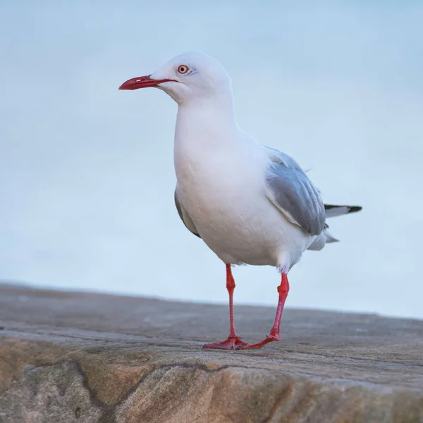 オーストラリア ニューサウスウェールズ州 セントラル コーストのエッタロンビーチの砂岩の海の上のカモメ — ストック写真