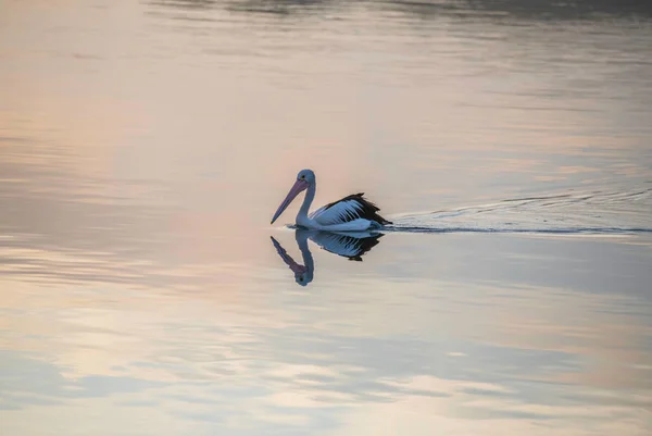 Pelikan Und Reflexion Morgenlicht Beim Schwimmen Der Bucht Von Woy — Stockfoto