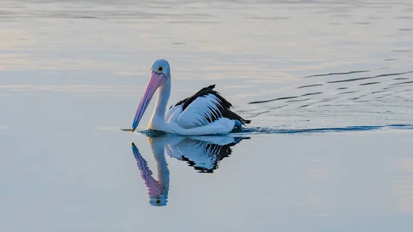 Pelican Reflection Early Morning Light Swimming Bay Woy Woy Central — Stock Photo, Image