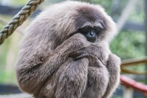 Les Gibbons Argentés Sont Sur Liste Des Espèces Voie Disparition — Photo