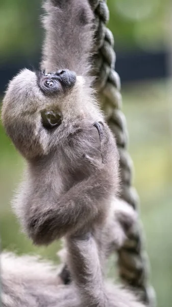 Gibbons Prateados Estão Lista Perigo São Encontrados Estado Selvagem Ilha — Fotografia de Stock
