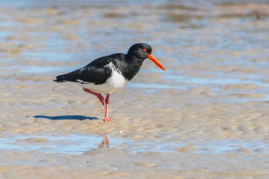 Avustralya, NSW 'nin güney kıyısındaki Narooma' daki Wagonga körfezinde Pied Oystercatcher..