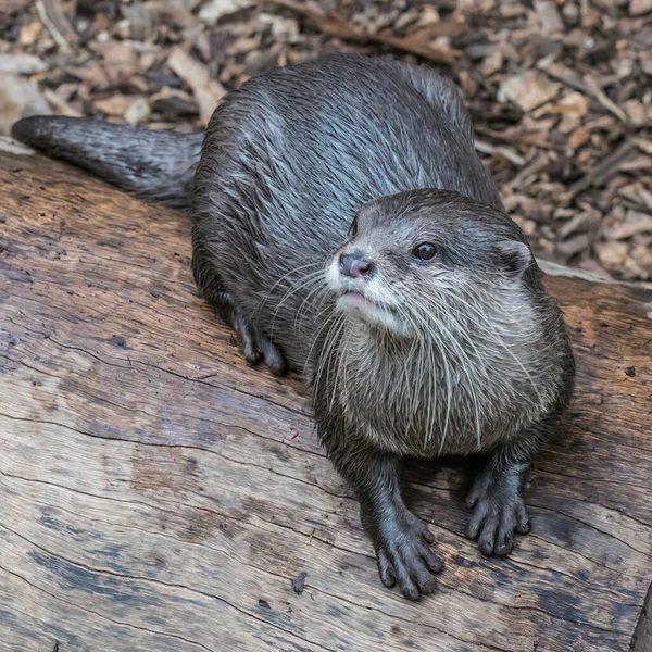 Asian Small Clawed Otter Has Short Claws Extend Pads Its — Stock Photo, Image