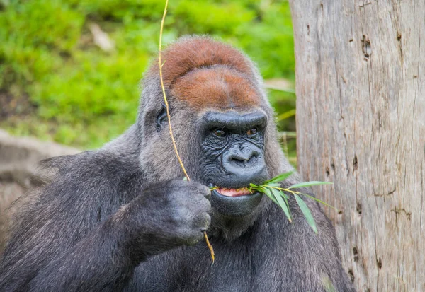 Gorila Planície Ocidental Menor Subespécie Gorila — Fotografia de Stock