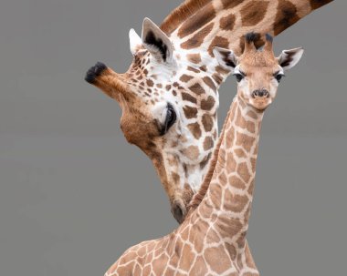 Mother and calf. The Rothschild giraffe is an endangered species. All of those living in the wild are in protected areas in Kenya and Uganda. clipart