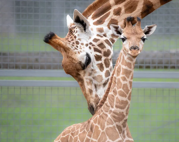 Mère Veau Girafe Rothschild Est Une Espèce Voie Disparition Tous — Photo