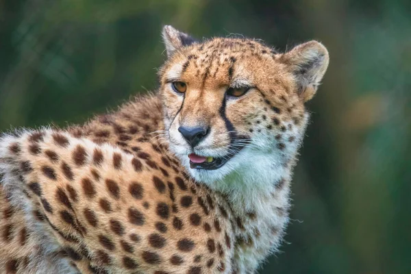 Fastest land animals Stock Photos, Royalty Free Fastest land animals Images | Depositphotos Fastest land animals Stock Photos, Royalty Free Fastest land animals Images | Depositphotos