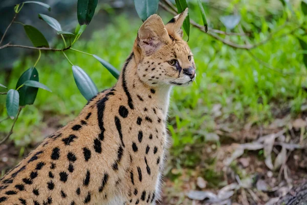 Αφρικανική Serval Είναι Μια Άγρια Γάτα Που Είναι Μεσαίου Μεγέθους — Φωτογραφία Αρχείου