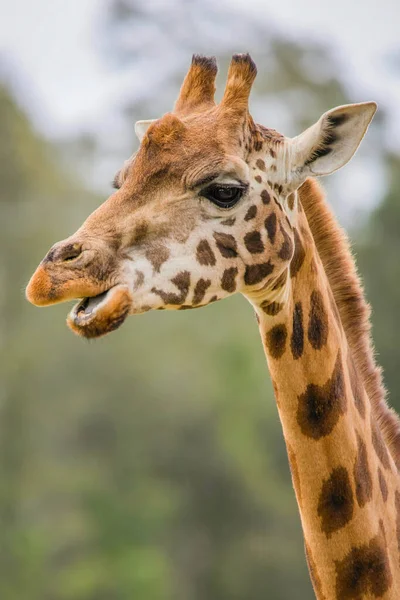 Girafe Rothschild Est Une Espèce Voie Disparition Tous Ceux Qui — Photo