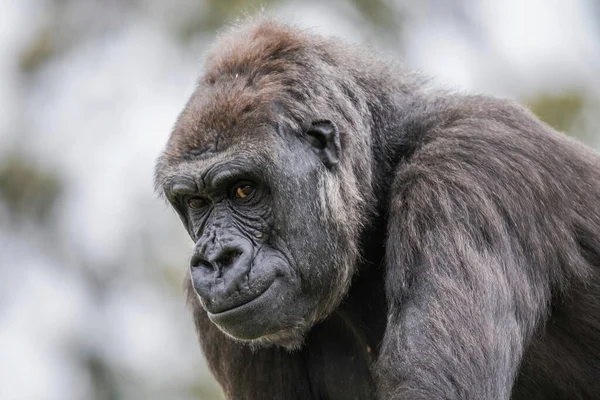 Gorila Las Tierras Bajas Occidentales Subespecie Más Pequeña Del Gorila — Foto de Stock