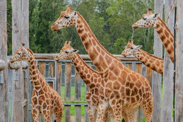 Жираф Ротшильда Находится Угрозой Исчезновения Живущие Дикой Природе Находятся Охраняемых — стоковое фото