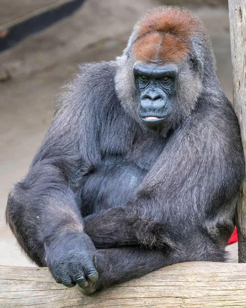Gorila Las Tierras Bajas Occidentales Subespecie Más Pequeña Del Gorila — Foto de Stock