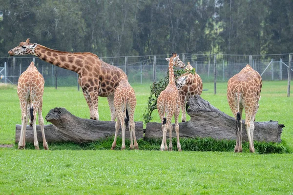 Rothschildova Žirafa Ohrožený Druh Všichni Kdo Žijí Volné Přírodě Jsou — Stock fotografie