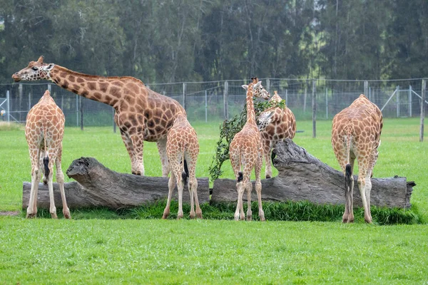 Rothschild Giraffe Een Bedreigde Soort Degenen Die Het Wild Leven — Stockfoto