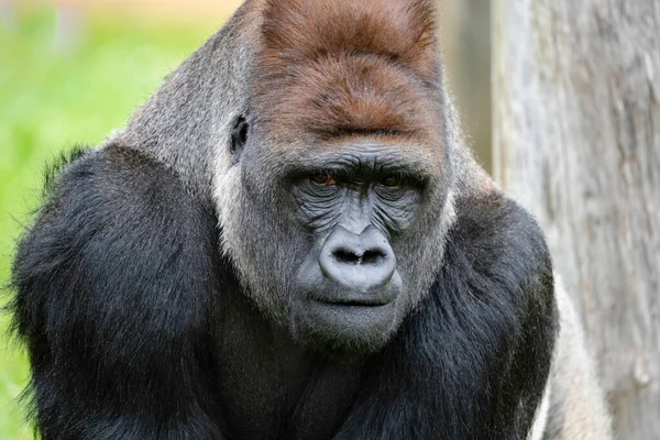 Gorila Planície Ocidental Menor Subespécie Gorila — Fotografia de Stock