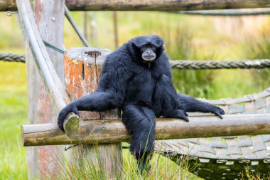Siamang Gibbons parlak siyah tüylü paltoları, koyu tüysüz yüzleri, uzun parmakları ve kolları bacaklarından daha uzun ve 1,5 metre genişliğe sahip Gibbon türlerinin en büyüğüdür..