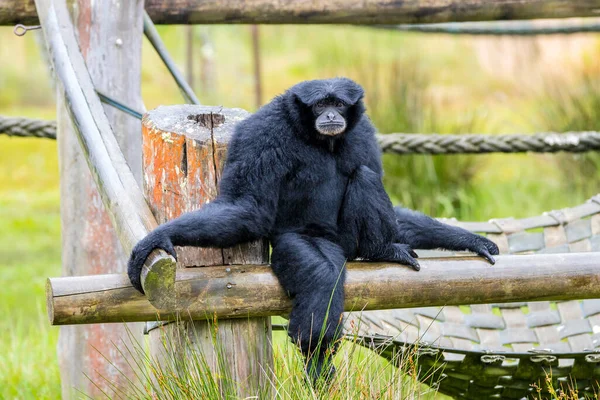 기븐스 Siamang Gibbons 종으로 코트와 손가락 수있다 — 스톡 사진