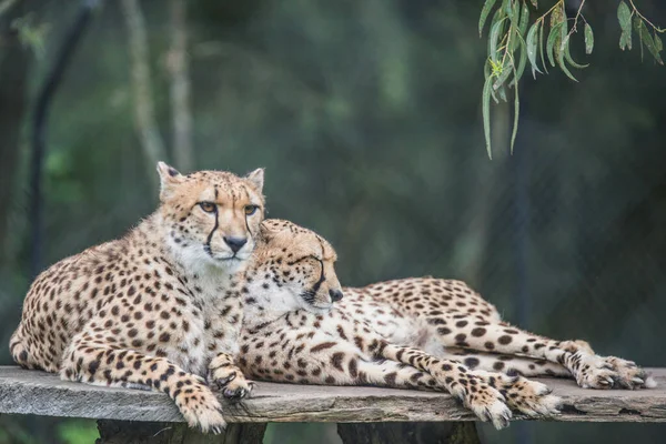 Fastest land animals Stock Photos, Royalty Free Fastest land animals Images | Depositphotos Fastest land animals Stock Photos, Royalty Free Fastest land animals Images | Depositphotos