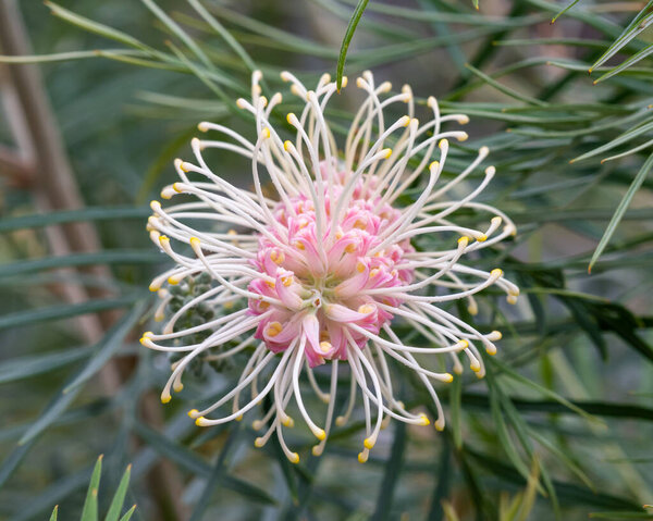 Grevillea в цвете с бледными пайетками