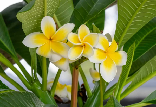 満開の白と黄色のフランジパニの花 — ストック写真