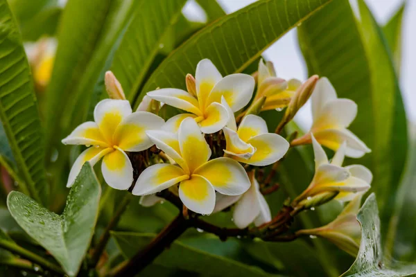 Flores Brancas Amarelas Frangipani Plena Floração — Fotografia de Stock